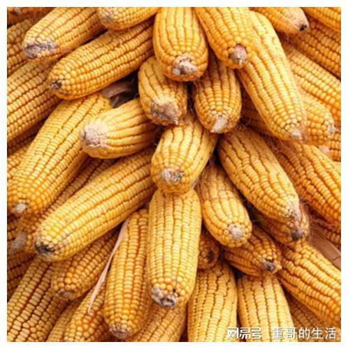 探索未来玉米市场趋势的关键要素，早期价格预测分析