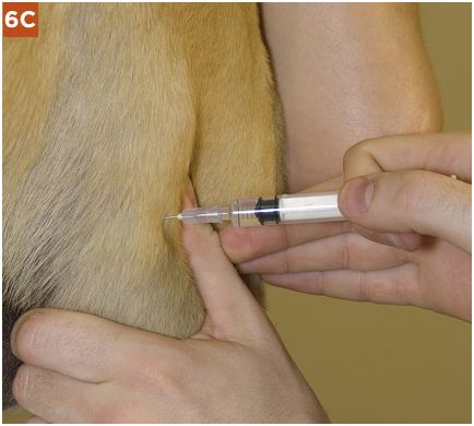 肌肉注射操作视频的早期发展与影响简介