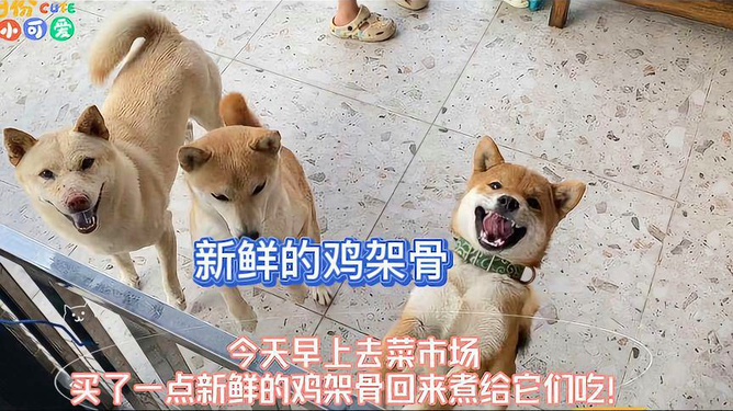 菜鸡狗最早版，起源、演变及魅力探究