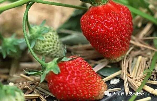 草莓的起源，早期品种的历史、特点与现代价值探索