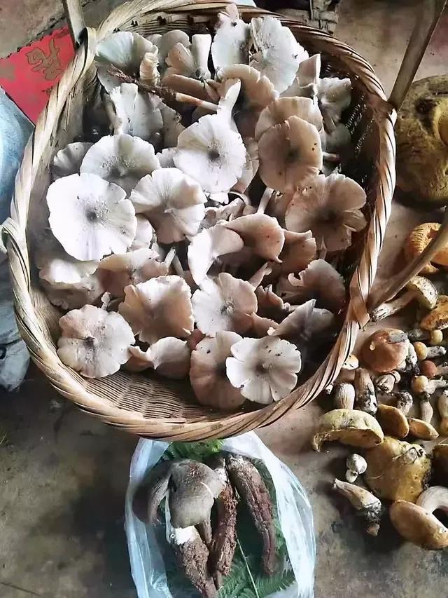 云南今日生猪价格最新动态
