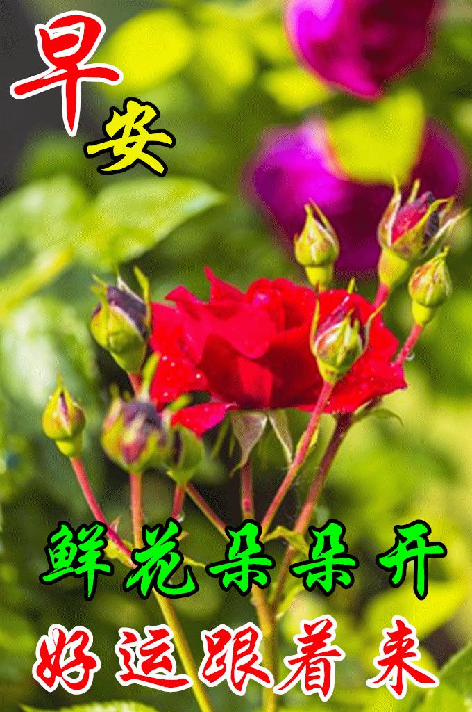 早上好，最早问候图片的魅力与深层含义