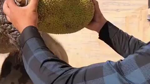 追溯视频时代的记忆，免费观看菠萝蜜早期视频