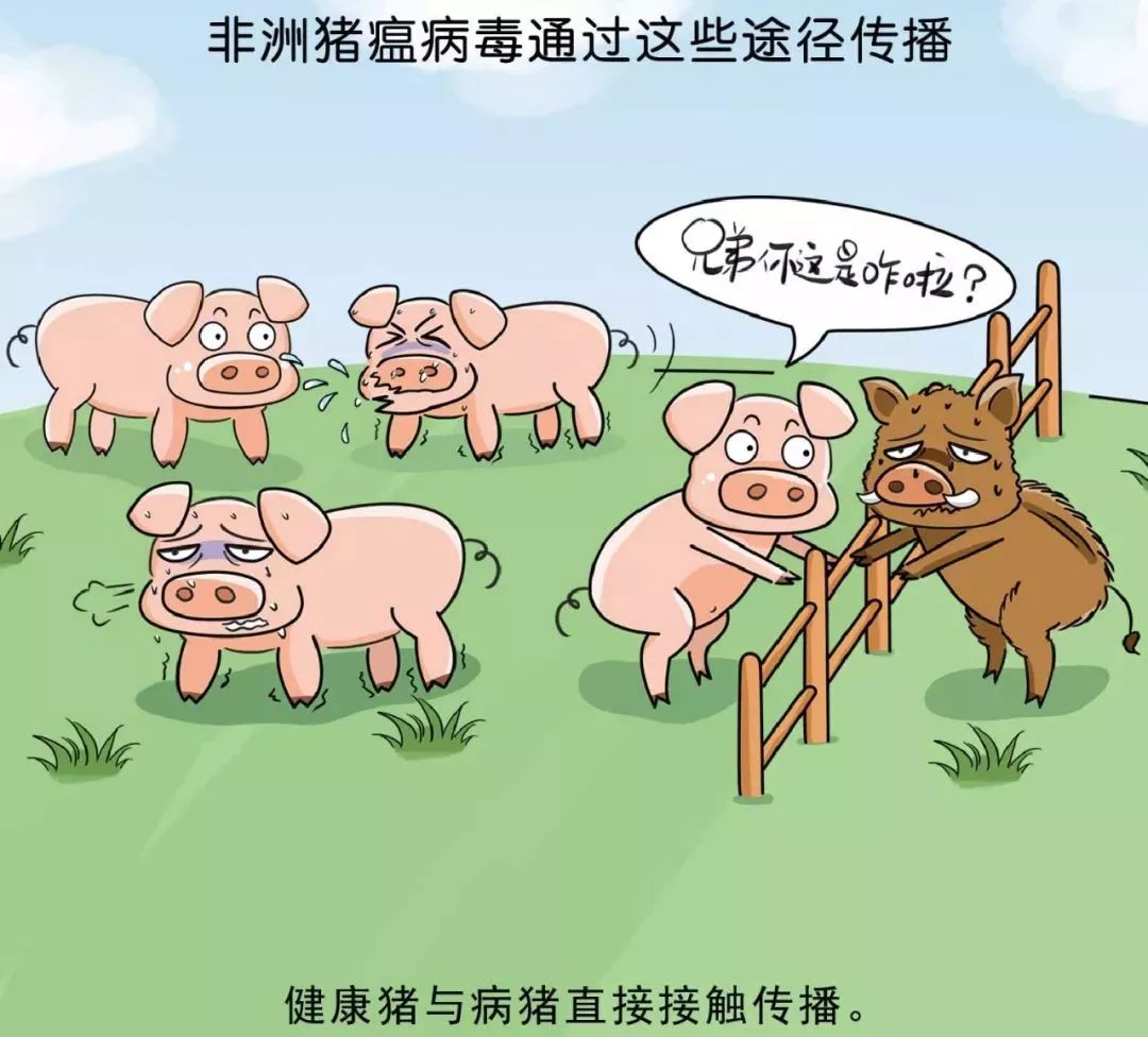 非洲猪瘟的起源、传播及防控措施，早期消息揭秘