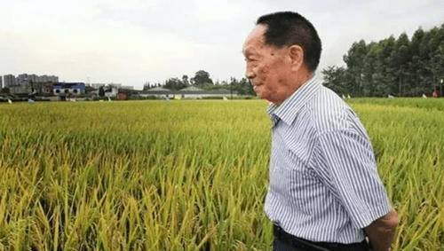 杂交水稻的起源、历史沿革与未来展望