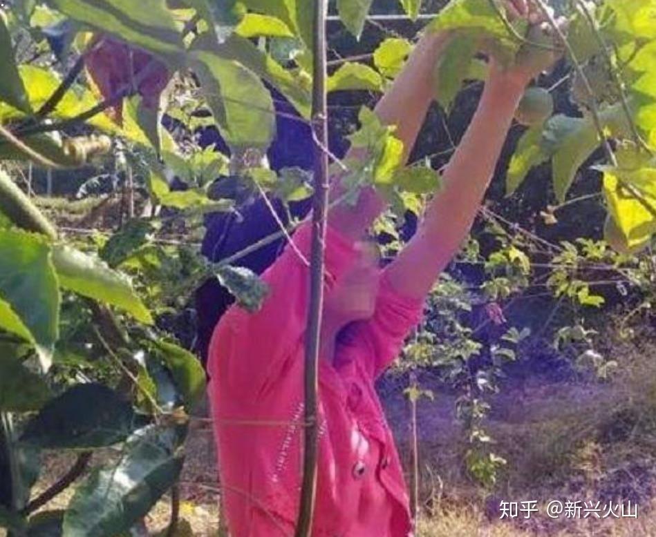 百香果女孩故事起源与深层含义探索