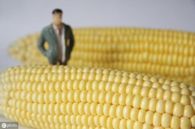 农村玉米价格早期行情分析与预测