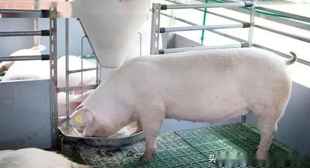 陕西今日猪价动态更新